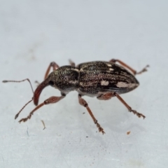 Aoplocnemis rufipes at Murrah, NSW - 26 Oct 2019 02:07 PM