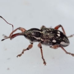 Aoplocnemis rufipes at Murrah, NSW - 26 Oct 2019 02:07 PM