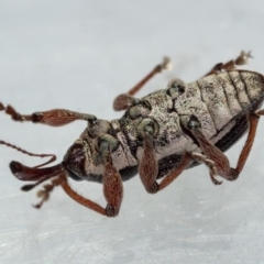 Aoplocnemis rufipes at Murrah, NSW - 26 Oct 2019 02:07 PM