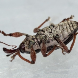 Aoplocnemis rufipes at Murrah, NSW - 26 Oct 2019 02:07 PM