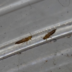 Thysanoptera (order) (Thrips) at Murrah, NSW - 26 Oct 2019 by jacquivt