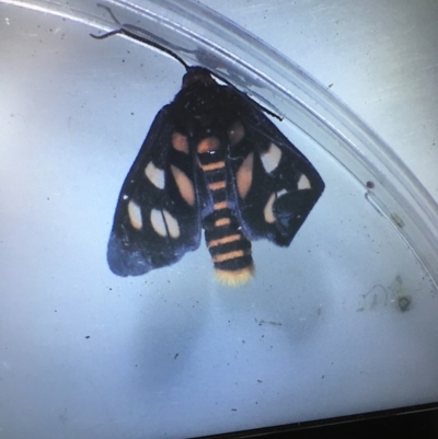 Amata (genus) (Handmaiden Moth) at Mimosa Rocks National Park - 26 Oct 2019 by jacquivt