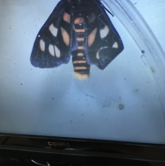 Amata (genus) at Murrah, NSW - 26 Oct 2019 04:43 PM