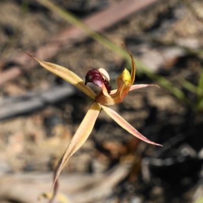 Caladenia clavigera (Clubbed spider orchid) at Brindabella, NSW - 27 Oct 2019 by shoko