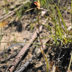 Caladenia clavigera at Brindabella, NSW - suppressed