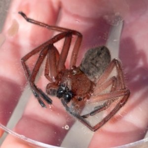 Delena cancerides at Murrah, NSW - 26 Oct 2019 02:14 PM