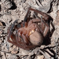 Delena cancerides at Murrah, NSW - 26 Oct 2019 02:14 PM