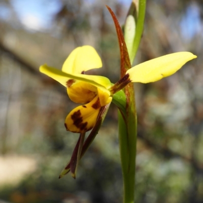 Diuris sulphurea (Tiger Orchid) at Brindabella, NSW - 27 Oct 2019 by shoko