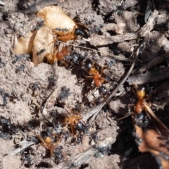 Camponotus consobrinus (Banded sugar ant) at Murrah, NSW - 26 Oct 2019 by jacquivt