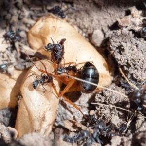 Camponotus consobrinus at Murrah, NSW - 26 Oct 2019 02:17 PM