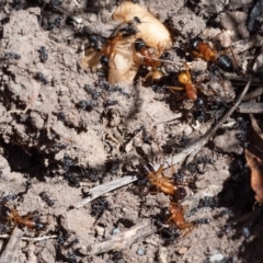 Camponotus consobrinus at Murrah, NSW - 26 Oct 2019