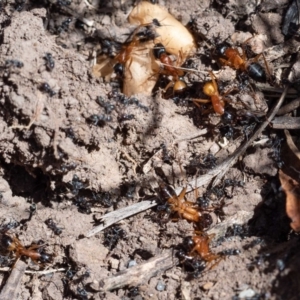 Camponotus consobrinus at Murrah, NSW - 26 Oct 2019 02:17 PM