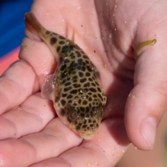 Tetractenos glaber (Smooth Toadfish) at Murrah, NSW - 26 Oct 2019 by jacquivt