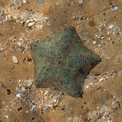 Parvulastra exigua (Rock pool seastar) at Murrah, NSW - 26 Oct 2019 by jacquivt