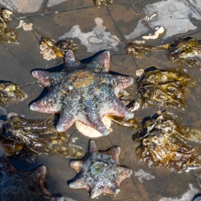 Meridiastra calcar (Eight arm Seastar) at Murrah, NSW - 26 Oct 2019 by jacquivt