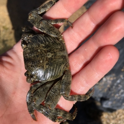 Leptograpsus variegatus at Mimosa Rocks National Park - 26 Oct 2019 by jacquivt