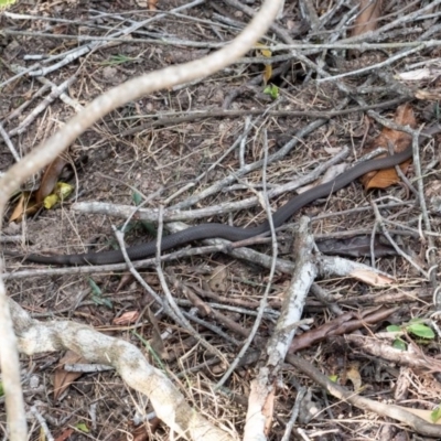 Drysdalia rhodogaster (Mustard-bellied Snake) at Murrah, NSW - 26 Oct 2019 by jacquivt