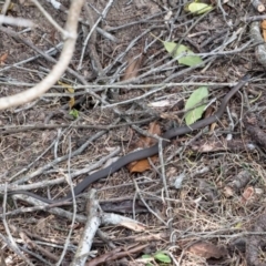 Drysdalia rhodogaster at Murrah, NSW - 26 Oct 2019 04:35 PM