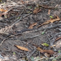Drysdalia rhodogaster at Murrah, NSW - 26 Oct 2019