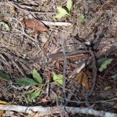 Drysdalia rhodogaster at Murrah, NSW - 26 Oct 2019 04:35 PM