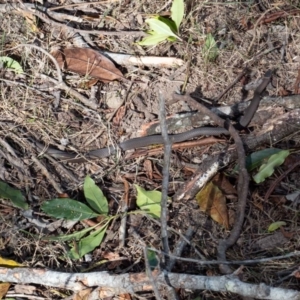 Drysdalia rhodogaster at Murrah, NSW - 26 Oct 2019 04:35 PM