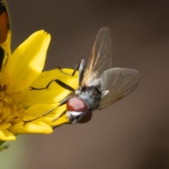 Phasia sp. (genus) (Tachinid fly) at Mimosa Rocks National Park - 26 Oct 2019 by jacquivt