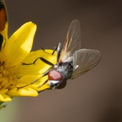 Phasia sp. (Tachinidae) (TBC) at Murrah, NSW - 26 Oct 2019 by jacquivt