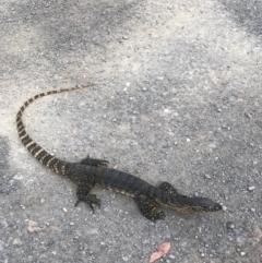 Varanus rosenbergi (Heath or Rosenberg's Monitor) at Tapitallee, NSW - 25 Oct 2019 by reedsandvines