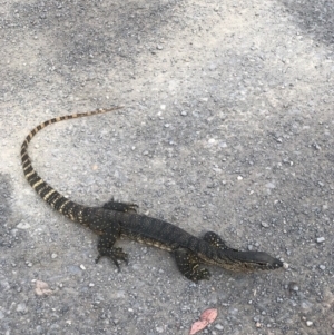 Varanus rosenbergi at Tapitallee, NSW - 25 Oct 2019