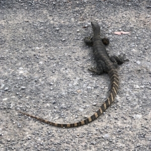 Varanus rosenbergi at Tapitallee, NSW - 25 Oct 2019