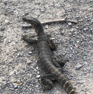 Varanus rosenbergi at Tapitallee, NSW - 25 Oct 2019