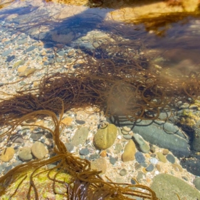 Unverified Marine Alga & Seaweed at Murrah, NSW - 26 Oct 2019 by jacquivt