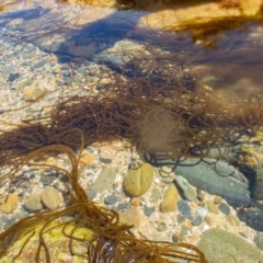 Unidentified Brown algae (TBC) at Murrah, NSW - 26 Oct 2019 by jacquivt