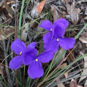 Patersonia sericea var. sericea at Tapitallee, NSW - 22 Jun 2019 12:47 PM