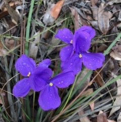Patersonia sericea var. sericea (Silky Purple-flag) at Tapitallee, NSW - 22 Jun 2019 by reedsandvines