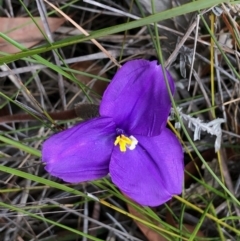 Patersonia sericea var. sericea at Tapitallee, NSW - 22 Jun 2019