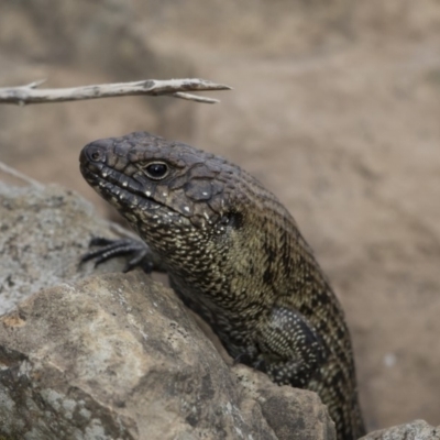 Egernia cunninghami (Cunningham's Skink) at Percival Hill - 27 Oct 2019 by dannymccreadie