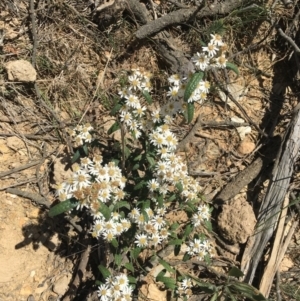 Olearia lirata at Craigie, NSW - 27 Oct 2019