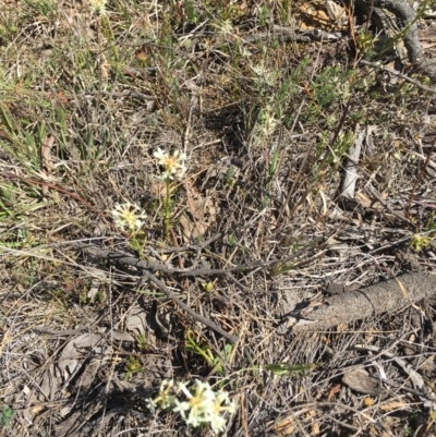 Stackhousia monogyna (Creamy Candles) at Delegate, NSW - 27 Oct 2019 by BlackFlat