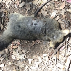 Trichosurus vulpecula (Common Brushtail Possum) at Red Hill Nature Reserve - 27 Oct 2019 by KL