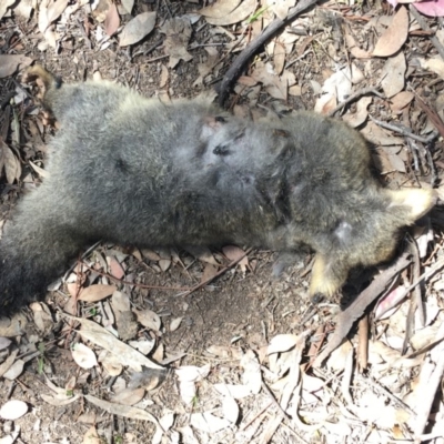 Trichosurus vulpecula (Common Brushtail Possum) at Deakin, ACT - 27 Oct 2019 by KL