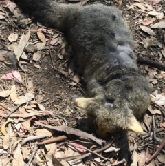 Trichosurus vulpecula at Deakin, ACT - 27 Oct 2019 12:07 PM