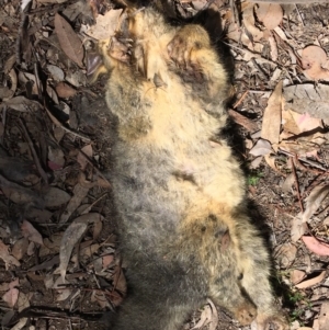 Trichosurus vulpecula at Deakin, ACT - 27 Oct 2019 12:07 PM