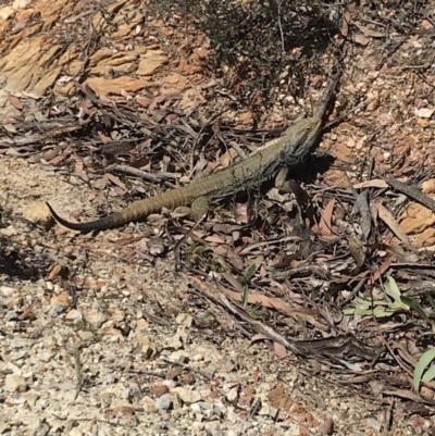 Pogona barbata (Eastern Bearded Dragon) at QPRC LGA - 27 Oct 2019 by yellowboxwoodland