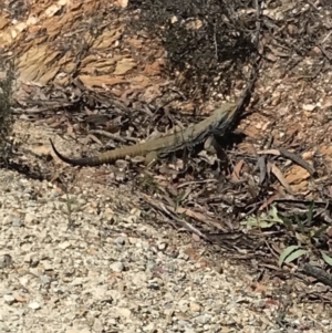 Pogona barbata at Bungendore, NSW - 27 Oct 2019