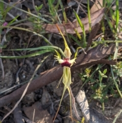 Caladenia parva (Brown-clubbed Spider Orchid) at Brindabella, NSW - 27 Oct 2019 by MattM