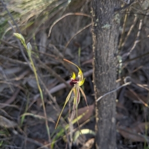 Caladenia parva at Brindabella, NSW - 27 Oct 2019