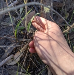 Caladenia parva at Brindabella, NSW - 27 Oct 2019