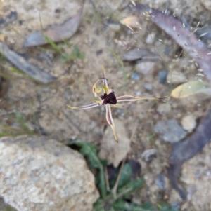 Caladenia parva at Brindabella, NSW - 27 Oct 2019