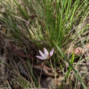 Caladenia carnea at Brindabella, NSW - 27 Oct 2019